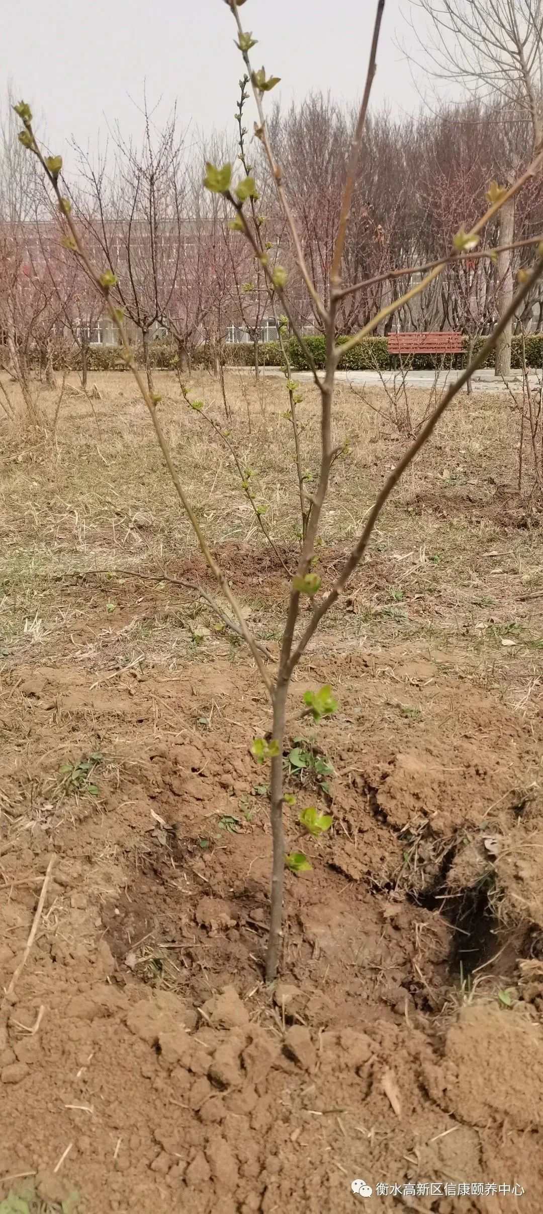 信康养老的植树节 信康养老的植树节