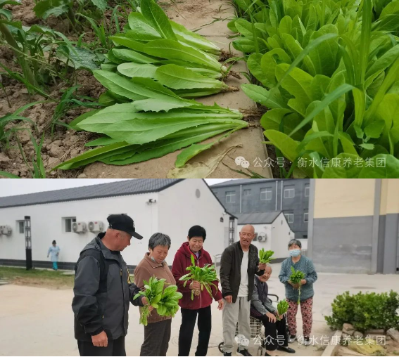 来信康养老·燕园，种小小菜园，走进老年乐园！