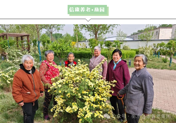 春日限定幸福指南：当苜蓿香遇上信康养老·燕园的温柔时光春日限定幸福指南 当苜蓿香遇上信康养老·燕园的温柔时光