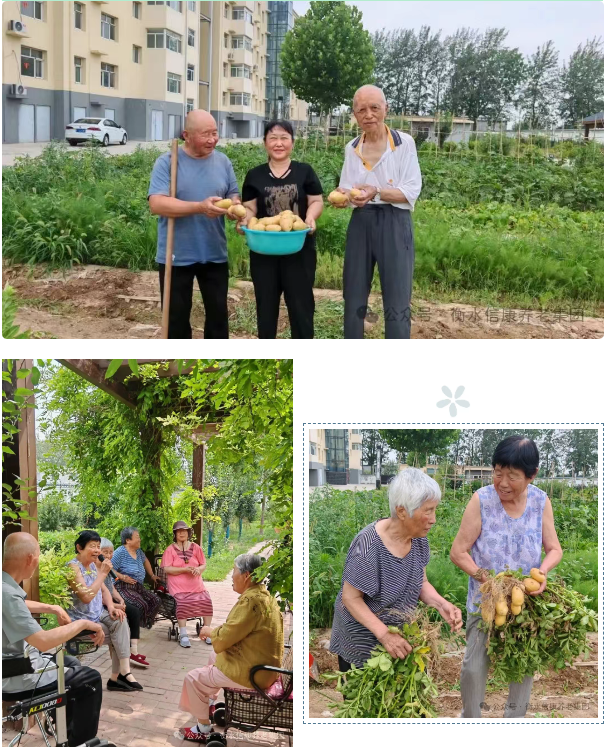 秋实满园，乐享“丰”景---信康养老·燕园小菜园丰收季