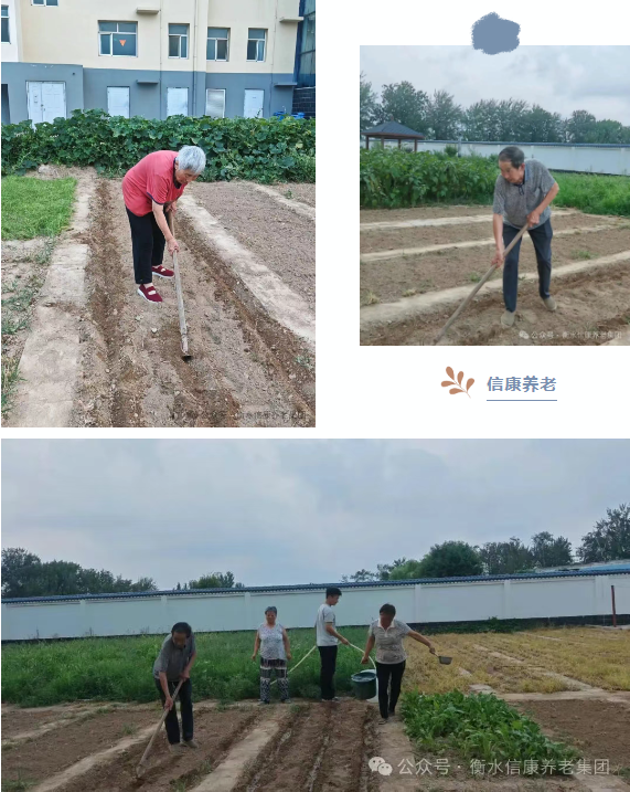 一锹土一瓢水/ 信康养老·燕园的秋播实录