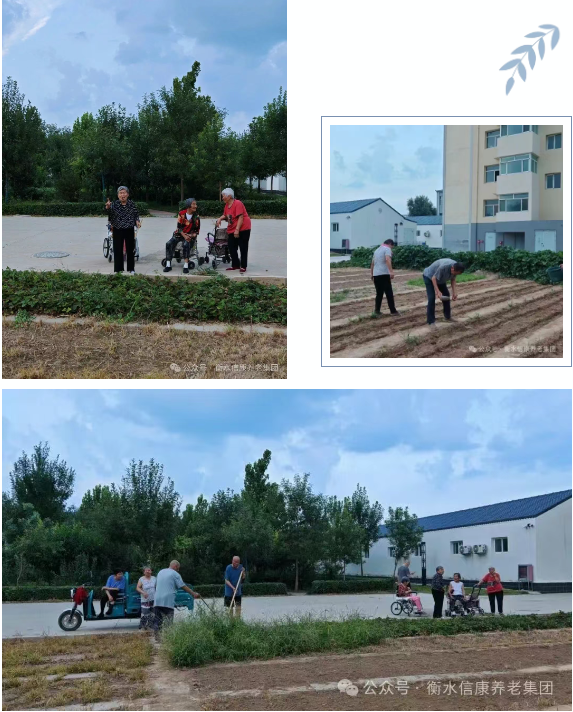 一锹土一瓢水/ 信康养老·燕园的秋播实录