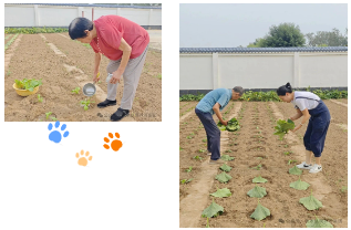 播种一片青绿,收获满园欢笑---信康养老·燕园秋日播种 播种一片青绿,收获满园欢笑---信康养老·燕园秋日播种