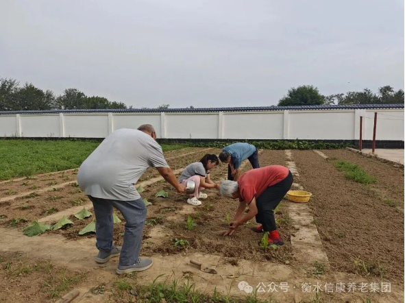 播种一片青绿,收获满园欢笑---信康养老·燕园秋日播种 播种一片青绿,收获满园欢笑---信康养老·燕园秋日播种