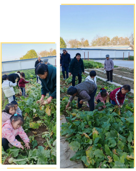 一畦春绿,两代欢颜:记信康养老·燕园的长者与小朋友们共收芥菜的温情时光 一畦春绿,两代欢颜:记信康养老·燕园的长者与小朋友们共收芥菜的温情时光