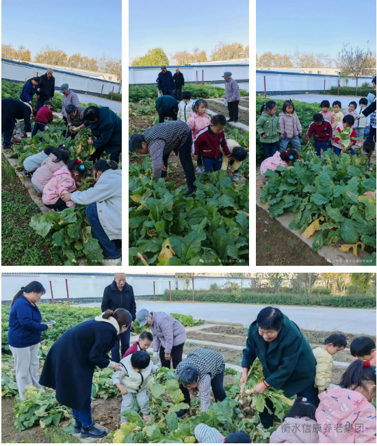 一畦春绿,两代欢颜:记信康养老·燕园的长者与小朋友们共收芥菜的温情时光 一畦春绿,两代欢颜:记信康养老·燕园的长者与小朋友们共收芥菜的温情时光
