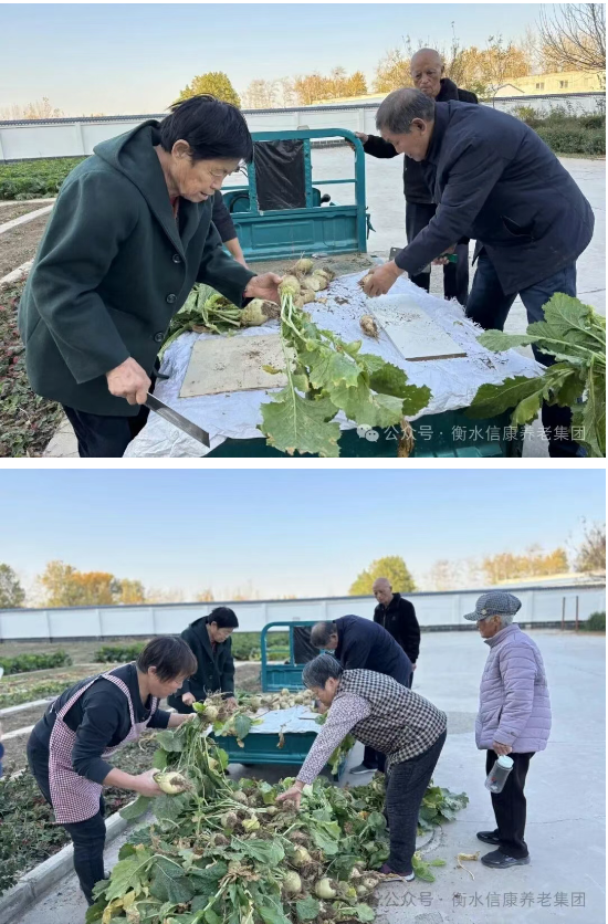 一畦春绿,两代欢颜:记信康养老·燕园的长者与小朋友们共收芥菜的温情时光 一畦春绿,两代欢颜:记信康养老·燕园的长者与小朋友们共收芥菜的温情时光