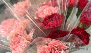 花香迎三八，信康暖夕阳